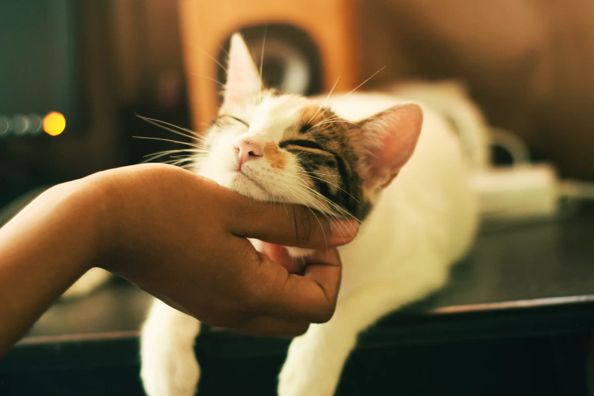 ”Googleの猫”と”手術”の共通点 のアイキャッチ